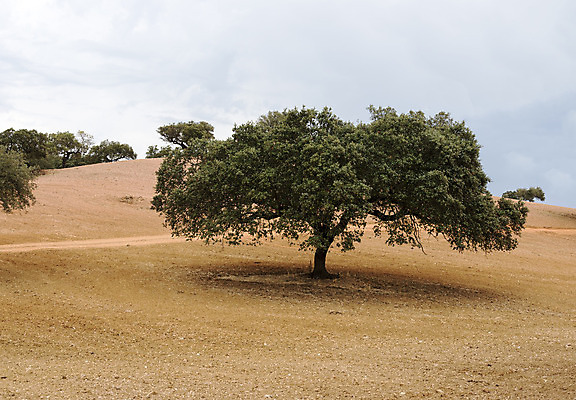 포토 JPG 해외이미지 나무 구름 유럽 지구 밭 농업 자연 하늘 건조 풍경 사람없음 초록색 여름 파란색 태양 농장 환경 맑음 시골 황금 땅 포르투갈 올리브 내추럴 밭일 세련 해외202004 해외포토 자연요소 식물 계절 열매 나라 산업 컬러 날씨 생태계 파일형식 이미지허브
