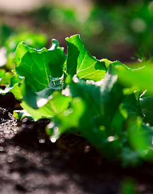 포토 JPG 해외이미지 식물 지구 음식 컨셉 잎 밭 농업 다이어트 채소 자연 건강 사람없음 초록색 여름 빛 농장 정원 흙 봄 샐러드 젖음 수확 성장 침대 신선 상추 작음 유기농 원예 오르기 격려 땅바닥 밭일 해외202004 해외포토 웰빙 계절 감정 산업 컬러 가구 모션 바닥 취미 크기 생태계 파일형식 이미지허브