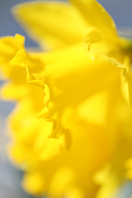 포토 JPG 해외이미지 꽃잎 꽃 자연 사람없음 컬러풀 노란색 수선화 영원 해외202004 해외포토 식물 컬러 생태계 파일형식 이미지허브