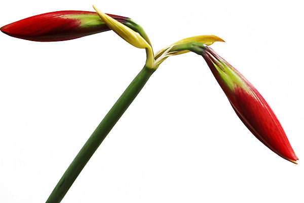 포토 JPG 해외이미지 스튜디오촬영 식물 꽃잎 꽃 줄기 꽃다발 잎 자연 사람없음 빨간색 세로 초록색 물 컬러풀 한개 활발 흰색 신선 떨어짐 다발 흰배경 향기 꽃가루 고립 꽃수술 해외202004 해외포토 자연요소 1 컬러 백그라운드 컨셉 실내 가루 생태계 냄새 파일형식 이미지허브