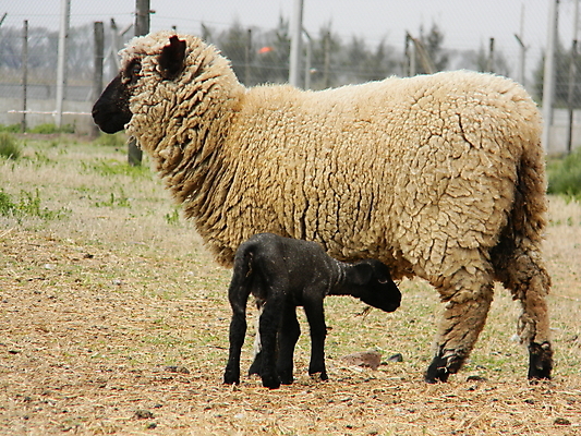 포토 JPG 해외이미지 주간 새끼 두마리 사람없음 야외 울타리 목장 양 방목 흐림 돌봄 양목장 해외202004 해외포토 자연요소 동물 2 포유류 모션 날씨 담장 축산업 파일형식 이미지허브