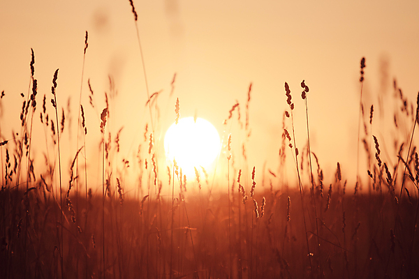 포토 JPG 해외이미지 식물 디자인 계절 공원 꽃 백그라운드 컨셉 잎 패턴 밭 자연 벽지 하늘 부활절 미술 풍경 잔디 사람없음 아웃포커스 초록색 여름 빛 컬러풀 태양 정원 맑음 봄 성장 신선 허브 원예 질감 보케 부드러움 내추럴 블러 효과 해외202004 해외포토 자연요소 공공시설 기념일 컬러 무늬 농업 날씨 문화예술 촬영기법 취미 감각 생태계 파일형식 이미지허브
