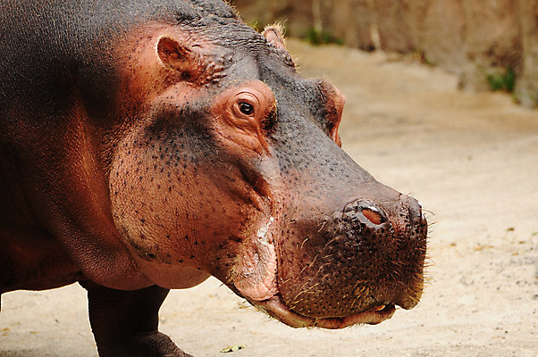포토 JPG 해외이미지 모양 동물 야생동물 포유류 통 동물원 사람없음 힘 큼 황소 하마 공격적 보호구역 해외202004 해외포토 컨셉 소 크기 구역 파일형식 이미지허브