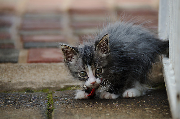 포토 JPG 해외이미지 동물 응시 포즈 신체 포유류 자연 놀이 생물 수염 털 건강 사람없음 야외 반려동물 머리 정원 고양이 가축 줄무늬 표현 아기 달콤 작음 모피 호기심 귀 솜털 해외202004 해외포토 시선 감정 컨셉 무늬 사람 신체부위 맛 크기 생태계 파일형식 이미지허브
