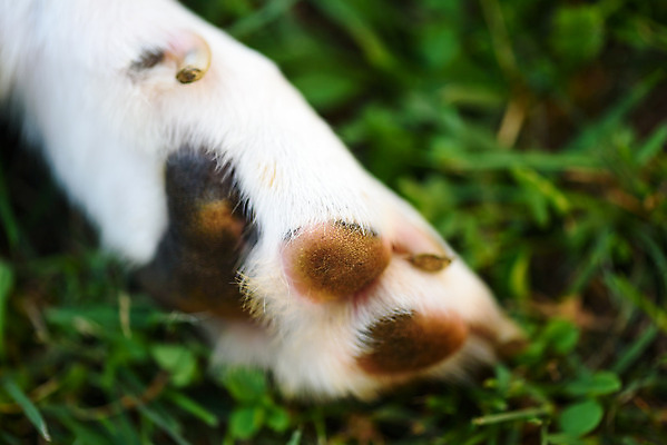 포토 JPG 해외이미지 쿠션 발 사람없음 손톱 묘사 코 사냥개 비글 송곳니 유래 해외202004 해외포토 손 신체부위 개 치아 파일형식 이미지허브