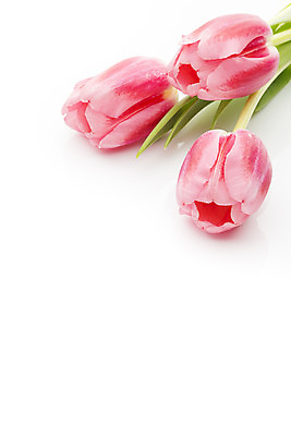 포토 JPG 해외이미지 식물 계절 꽃잎 꽃 분홍색 꽃다발 백그라운드 잎 꽃무늬 자연 부활절 사람없음 목재 초록색 머리 봄 튤립 벚꽃 다발 해외202004 해외포토 나무 기념일 컬러 무늬 재료 신체부위 생태계 파일형식 이미지허브