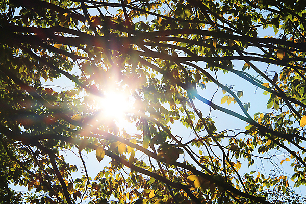 포토 JPG 해외이미지 나무 잎 사람없음 빛 햇빛 가을 나뭇가지 단절 해외202004 해외포토 식물 계절 태양 파일형식 이미지허브