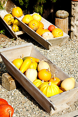 포토 JPG 해외이미지 외관 호박 휴가 사람없음 야외 노란색 축제 할로윈 가을 정물화 많음 세관 해외202004 해외포토 계절 컬러 컨셉 채소 그림 파일형식 관세청 이미지허브