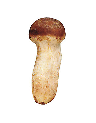 포토 JPG 해외이미지 식물 채소 재료 자연 사람없음 갈색 버섯 가을 흰색 그룹 숲 에코 유기농 날것 뿌리 내추럴 고립 식용 채식주의자 캡모자 해외202004 해외포토 모자_잡화 웰빙 계절 컬러 환경 생태계 채식 파일형식 이미지허브