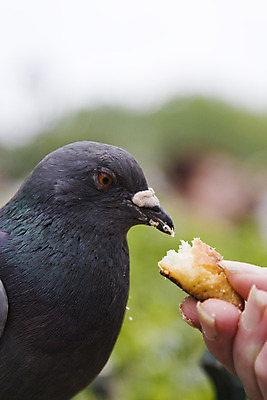 포토 JPG 해외이미지 야생동물 날개 자연 조류 사람없음 회색 깃털 비둘기 부리 해외202004 해외포토 동물 컬러 생태계 파일형식 이미지허브
