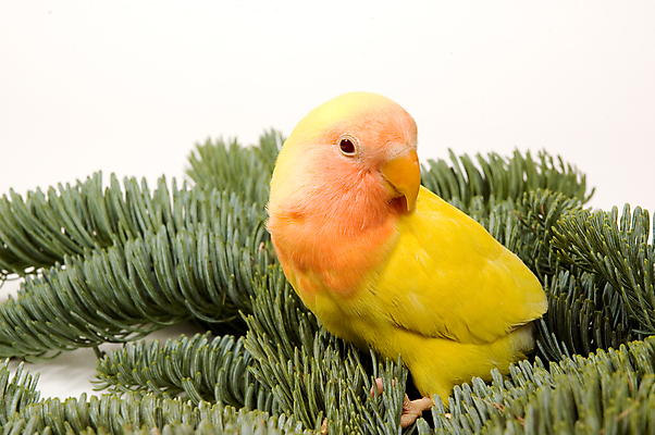 포토 JPG 해외이미지 동물 크리스마스 조류 휴가 사람없음 장식 초록색 반려동물 노란색 흰색 12월 앵무새 고립 해외202004 해외포토 기념일 컬러 날짜 파일형식 이미지허브