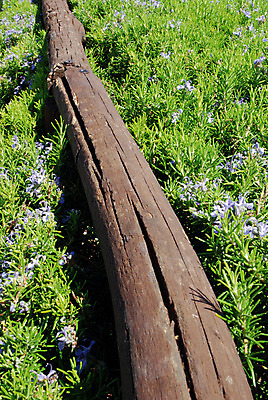 포토 JPG 해외이미지 나무 식물 꽃 백그라운드 잎 요리 사람없음 초록색 울타리 보라색 성장 벚꽃 나뭇가지 신선 맛 이슬 허브 제비꽃 유기농 질감 향기 냄새 아로마 향 로즈메리 대각선 내추럴 식용 해외202004 해외포토 웰빙 선 컬러 컨셉 담장 파일형식 이미지허브