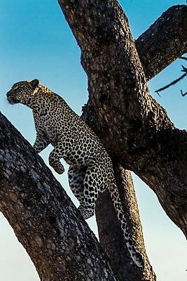 포토 JPG 해외이미지 나무 동물 응시 공원 얼굴 야생동물 스포츠 여행 포유류 아프리카 자연 수염 국립공원 사람없음 여행객 환경 고양이 나뭇가지 관찰 점 기다림 큼 검색 육식동물 표범 랜드마크 사바나 탄자니아 평야 해외202004 해외포토 멸종위기종 식물 시선 공공시설 나라 모션 사람 신체부위 반려동물 크기 생태계 파일형식 이미지허브