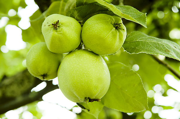 포토 JPG 해외이미지 계절 음식 줄기 백그라운드 잎 농업 다이어트 과일 자연 건강 사람없음 빨간색 초록색 정원 주스 흰색 신선 달콤 맛 떨어짐 사과 먹기 순수 오브젝트 싱글 유기농 내추럴 생태학 숙성 채식주의자 해외202004 해외포토 식물 웰빙 교육 산업 음료 컬러 컨셉 모션 생태계 채식 파일형식 이미지허브