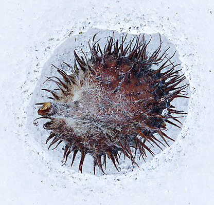 포토 JPG 해외이미지 나무 겨울 자연 씨앗 사람없음 얼음 가을 해외202004 해외포토 자연요소 식물 계절 생태계 파일형식 이미지허브