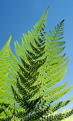 포토 JPG 해외이미지 식물 계절 줄기 백그라운드 잎 패턴 자연 추상 풍경 사람없음 야외 초록색 여름 환경 정원 봄 활발 성장 나뭇가지 신선 황무지 닫기 숲 묘사 유기농 질감 생물학 내추럴 양치류 이국적 해외202004 해외포토 나무 웰빙 교육 컬러 컨셉 무늬 모션 생태계 파일형식 이미지허브