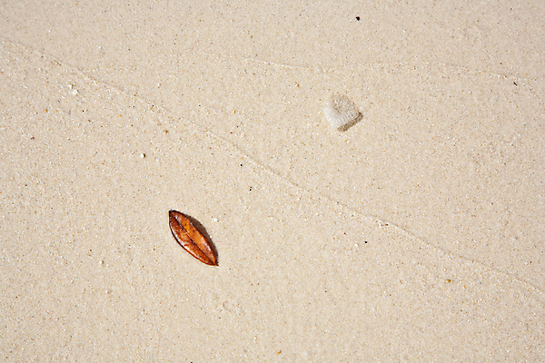 포토 JPG 해외이미지 아시아 모래 백그라운드 잎 패턴 태국 자연 추상 휴가 미술 사람없음 야외 빛 모래사장 태양 화목 흰색 묘사 질감 서식 예술가 공상 내추럴 구성 해외202004 해외포토 자연요소 식물 나라 바다 컬러 컨셉 무늬 문화예술 생태계 파일형식 이미지허브