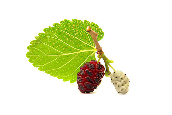 포토 JPG 해외이미지 음식 컨셉 농업 과일 건강 사람없음 침묵 흰색 닫기 맛 상품 먹기 영양분 해외202004 해외포토 산업 컬러 모션 소리 파일형식 이미지허브