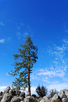포토 JPG 해외이미지 나무 식물 구름 1 호수 잎 밭 자연 하늘 산 풍경 사람없음 야외 목재 초록색 여름 파란색 맑음 바위 나뭇가지 소나무 황무지 고독 숲 언덕 싱글 장면 나무껍질 내추럴 혼자 해외202004 해외포토 자연요소 계절 감정 컬러 농업 재료 날씨 껍질 돌_바위 생태계 파일형식 이미지허브