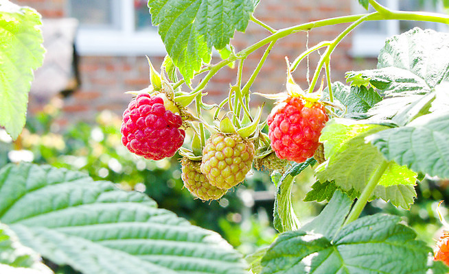 포토 JPG 해외이미지 식물 열매 음식 백그라운드 잎 과일 자연 디저트 사람없음 빨간색 초록색 농작물 정원 달콤 오브젝트 산딸기 숙성 해외202004 해외포토 컬러 농업 맛 생태계 파일형식 이미지허브