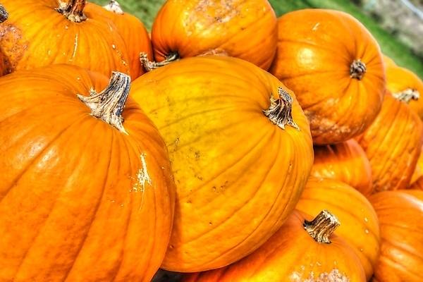 포토 JPG 해외이미지 식물 계절 음식 백그라운드 채소 오렌지 과일 자연 호박 휴가 사람없음 야외 할로윈 가을 신선 변화 유기농 날것 추수감사절 스쿼시 내추럴 숙성 잭오랜턴 줄서기 해외202004 해외포토 웰빙 기독교 스포츠 컨셉 모션 구기 생태계 파일형식 이미지허브