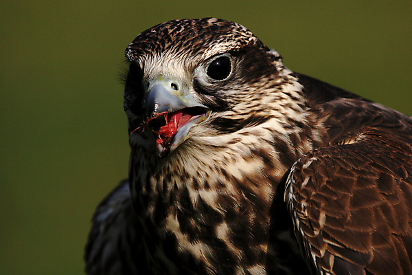 포토 JPG 해외이미지 동물 야생동물 자연 조류 사람없음 갈색 머리 회색 닫기 깃털 부리 계산서 해외202004 해외포토 컬러 모션 신체부위 생태계 파일형식 이미지허브