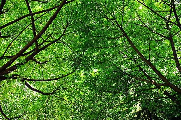 포토 JPG 해외이미지 나무 식물 백그라운드 잎 자연 추상 열대 건강 그림자 사람없음 야외 초록색 환경 습기 성장 덮개 신선 뜨거움 숲 그늘 시원함 열대우림 그리너리 해외202004 해외포토 컬러 무늬 뚜껑 생태계 파일형식 트랜드컬러 이미지허브