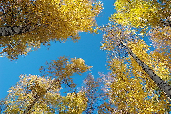 포토 JPG 해외이미지 나무 구름 계절 잎 자연 하늘 날씨 풍경 사람없음 야외 파란색 빛 햇빛 태양 노란색 환경 침묵 자유 가을 땅 지역 해외202004 해외포토 자연요소 식물 컬러 컨셉 소리 생태계 파일형식 이미지허브