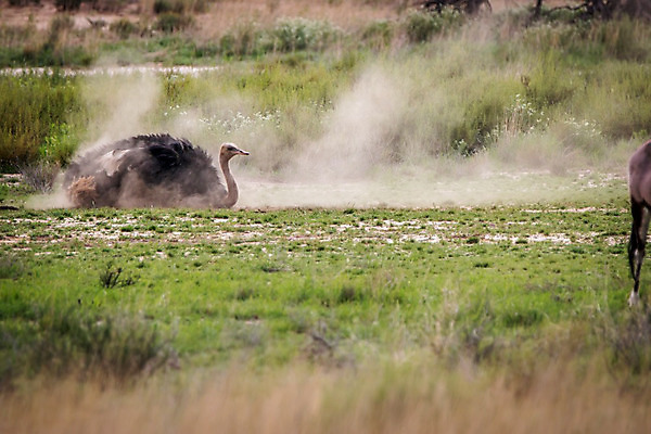 포토 JPG 해외이미지 동물 공원 야생동물 여행 아프리카 자연 조류 사람없음 야외 머리 환경 목욕 황무지 보호 숲 청소 사파리 깃털 생태계 먼지 타조 몸단장 내추럴 동물상 해외202004 해외포토 공공시설 나라 컨셉 신체부위 조형물 청결 파일형식 이미지허브
