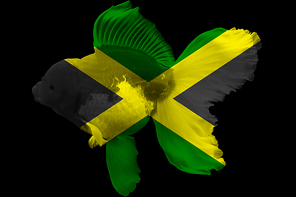 포토 JPG 해외이미지 동물 백그라운드 북아메리카 오렌지 자연 어류 미술 사람없음 빨간색 초록색 물 반려동물 노란색 검은색 수중 수영 흰색 깃발 황금 어항 꼬리 금붕어 지느러미 수족관 젤리 산소 고립 자메이카 해외202004 해외포토 자연요소 컬러 과일 문화예술 디저트 아메리카 수중동물 수상스포츠 원소 생태계 파일형식 이미지허브