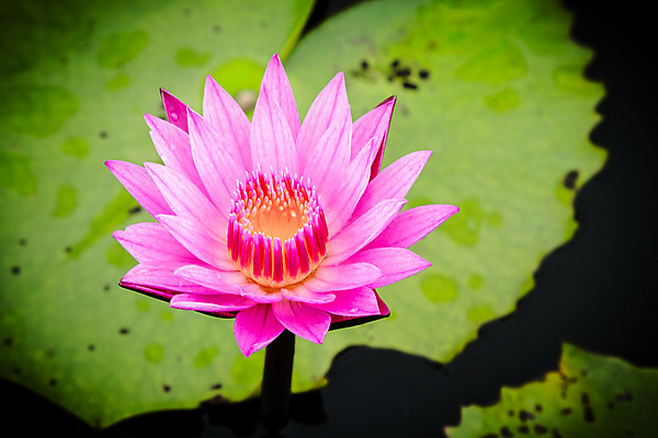 포토 JPG 해외이미지 식물 계절 공원 꽃잎 꽃 호수 분홍색 백그라운드 잎 꽃무늬 자연 사람없음 야외 장식 빨간색 초록색 물 파란색 컬러풀 반사 노란색 정원 봄 벚꽃 흰색 연못 개화 정상 묘사 명상 그림 내추럴 이국적 해외202004 해외포토 자연요소 공공시설 컬러 무늬 생태계 파일형식 이미지허브