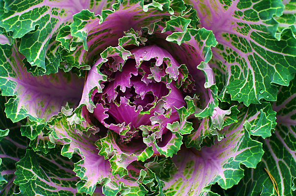 포토 JPG 해외이미지 식물 계절 음식 잎 농업 다이어트 채소 자연 건강 식이요법 사람없음 초록색 농작물 정원 봄 샐러드 성장 신선 시장 농부 묘사 유기농 원예 질감 양배추 날것 내추럴 밭일 영양소 채식주의자 해외202004 해외포토 직업 웰빙 산업 컬러 취미 생태계 채식 파일형식 이미지허브