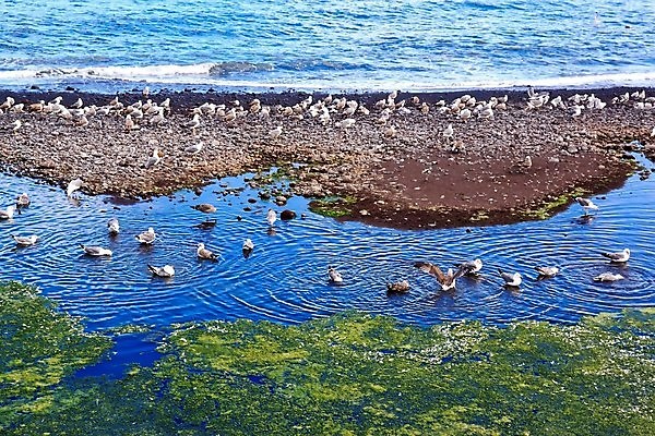 포토 JPG 해외이미지 파도 바다 갈매기 휴식 수영장 사람없음 물 와인 목욕 조약돌 씻기 청소 진흙 대서양 몸단장 그만 식민지 해외202004 해외포토 자연요소 컨셉 조류 주류 청결 돌_바위 파일형식 이미지허브