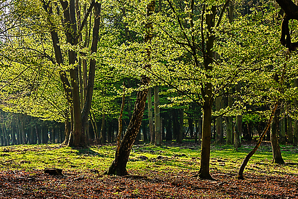 포토 JPG 해외이미지 나무 계절 공원 길 백그라운드 잎 자연 아침 풍경 사람없음 야외 목재 초록색 여름 빛 햇빛 평화 일출 환경 봄 안개 성장 광선 가을 나뭇가지 시골 황무지 황금 숲 신비 내추럴 해외202004 해외포토 주간 식물 공공시설 컬러 컨셉 재료 날씨 태양 노을 생태계 파일형식 이미지허브