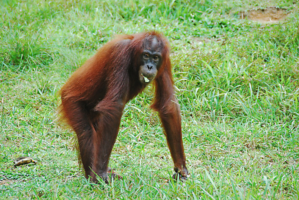 포토 JPG 해외이미지 야생동물 사람없음 유인원 동물상 해외202004 해외포토 동물 포유류 조형물 파일형식 이미지허브