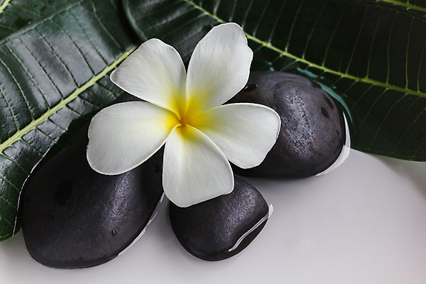 포토 JPG 해외이미지 꽃잎 꽃 잎 자연 휴식 사람없음 장식 초록색 물 노란색 우주 스파 화목 공백 조약돌 바위 흰색 꽃가루 부드러움 지역 가벼움 몽환 해외202004 해외포토 자연요소 식물 컬러 컨셉 돌_바위 감각 무게 가루 생태계 파일형식 이미지허브