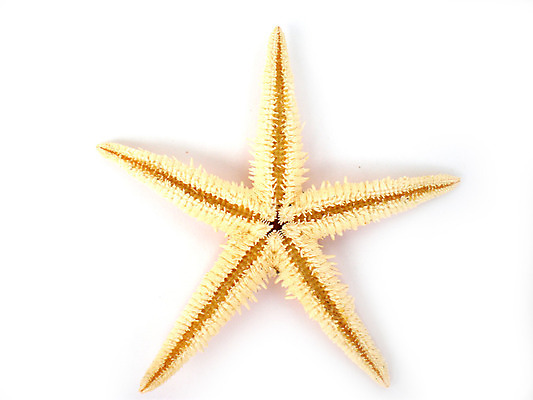 포토 JPG 해외이미지 동물 별 모래 바다 여행 백그라운드 휴가 조개 열대 불가사리 연체동물 나선형 어류 사람없음 물 여름 수중 껍질 흰색 닫기 배열 다이빙 질감 서식 생물학 기념품 암초 내추럴 고립 이국적 해외202004 해외포토 자연요소 계절 교육 컬러 무늬 모션 어패류 극피동물 무척추동물 수영 수중동물 오브젝트 수중스포츠 파일형식 이미지허브