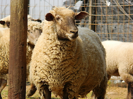 포토 JPG 해외이미지 주간 여러마리 사람없음 야외 울타리 목장 양 방목 양목장 해외202004 해외포토 자연요소 다수 포유류 담장 축산업 파일형식 이미지허브