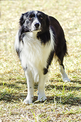 포토 JPG 해외이미지 동물 영어 응시 공원 행복 장난 가이드 포유류 털 흑백 건강 서기 앉기 잔디 사람없음 야외 반려동물 믿음 정원 검은색 가축 우정 활발 코트 흰색 표현 양 작업 구출 양치기 개 보호자 보더콜리 송곳니 경보 기르기 동반자 복종 신앙심 유래 지능 직진 충실 탐지 스코틀랜드 해외202004 해외포토 식물 직업 문자 시선 공공시설 감정 컬러 컨셉 모션 영국 촬영기법 친구 외투 도움 치아 콜리 돌봄 파일형식 이미지허브