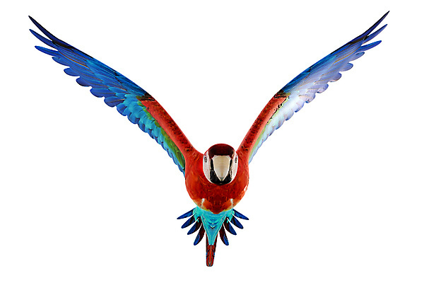JPG 해외이미지 한마리 일러스트 수채화 사람없음 그림 금강앵무새 해외202004 해외일러스트 1 앵무새 파일형식 이미지허브