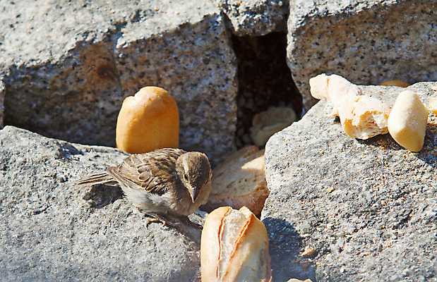 포토 JPG 해외이미지 음식 빵 손가락 자연 조류 친절 사랑 사람없음 야외 갈색 자유 관찰 둥지 작음 밀 먹기 깃털 부리 참새 무료 수유 해외202004 해외포토 동물 손 감정 컬러 컨셉 모션 곡류 크기 생태계 파일형식 이미지허브