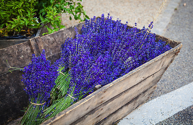 포토 JPG 해외이미지 식물 꽃 유럽 백그라운드 밭 농업 자연 하늘 풍경 사람없음 여름 컬러풀 보라색 프랑스 시골 제비꽃 향기 라벤더 내추럴 프로방스 해외202004 해외포토 계절 나라 산업 컬러 허브 생태계 냄새 파일형식 이미지허브