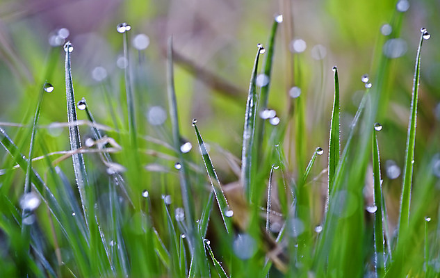 포토 JPG 해외이미지 사람없음 초록색 물 물방울 떨어짐 이슬 해외202004 해외포토 자연요소 컬러 컨셉 파일형식 이미지허브