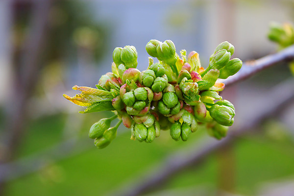 포토 JPG 해외이미지 나무 봄꽃 사람없음 정원 봄 4월 5월 해외202004 해외포토 식물 계절 꽃 날짜 파일형식 이미지허브