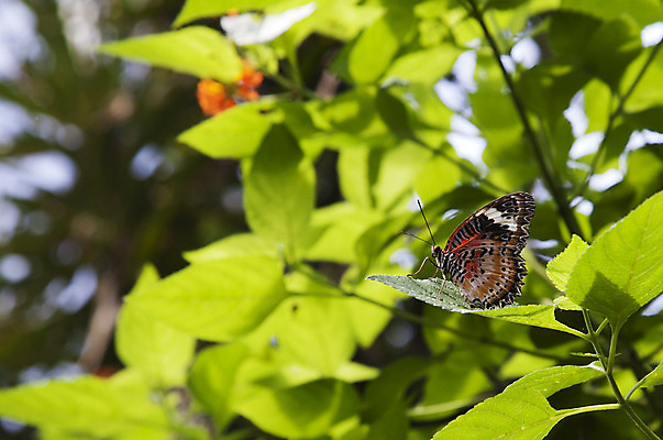 포토 JPG 해외이미지 식물 꽃 아시아 나비 곤충 백그라운드 절지류 날개 오렌지 안테나 동양인 사람없음 빨간색 초록색 컬러풀 평화 검은색 흰색 나뭇가지 벌레 꿀 말레이시아 동물상 해외202004 해외포토 나무 동물 나라 컬러 컨셉 과일 통신 인종 조형물 파일형식 이미지허브