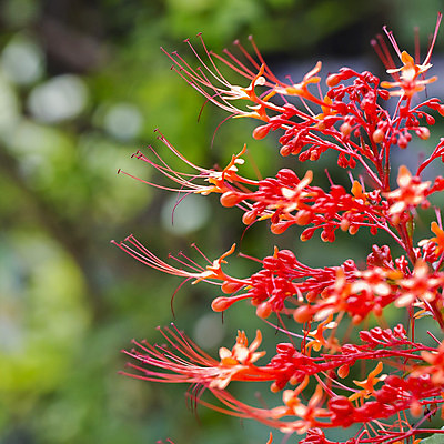 포토 JPG 해외이미지 나무 식물 디자인 계절 꽃잎 꽃 줄기 꽃다발 백그라운드 꽃무늬 오렌지 유리 사람없음 장식 초록색 컬러풀 노란색 성장 벚꽃 개화 다발 데이지 거베라 내추럴 고립 해외202004 해외포토 컬러 무늬 과일 재질 파일형식 이미지허브