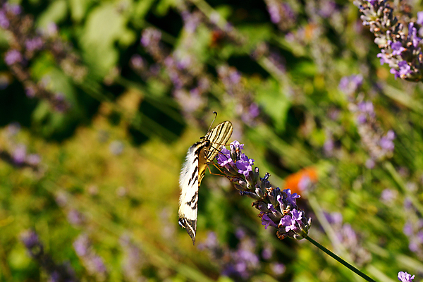 포토 JPG 해외이미지 식물 꽃잎 꽃 줄기 꽃다발 나비 곤충 백그라운드 잎 꽃무늬 날개 자연 사람없음 초록색 정원 여러개 봄 자유 나뭇가지 신선 우아함 다발 배열 꽃집 유기농 원예 향기 부드러움 라벤더 고립 해외202004 해외포토 나무 동물 웰빙 계절 컬러 다수 컨셉 무늬 취미 상점 감각 허브 생태계 냄새 파일형식 이미지허브