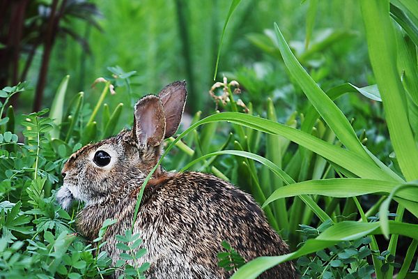 포토 JPG 해외이미지 동물 응시 계절 포유류 자연 털 앉기 잔디 사람없음 야외 초록색 환경 봄 토끼 설치류 모피 솜털 노려봄 내추럴 해외202004 해외포토 식물 시선 컬러 모션 표정 반려동물 생태계 파일형식 이미지허브