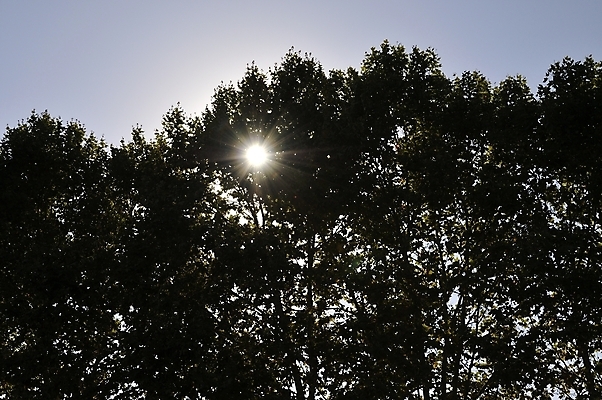 포토 JPG 해외이미지 나무 식물 잎 자연 하늘 사람없음 초록색 파란색 빛 태양 나뭇가지 숲 큼 해외202004 해외포토 자연요소 컬러 크기 생태계 파일형식 이미지허브