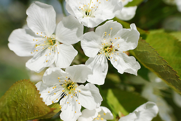 포토 JPG 해외이미지 나무 식물 계절 꽃잎 꽃 문화 줄기 백그라운드 잎 자연 사람없음 햇빛 정원 봄 벚꽃 흰색 나뭇가지 개화 해외202004 해외포토 컬러 태양 생태계 파일형식 이미지허브
